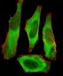 XAF1 Antibody (C-term)